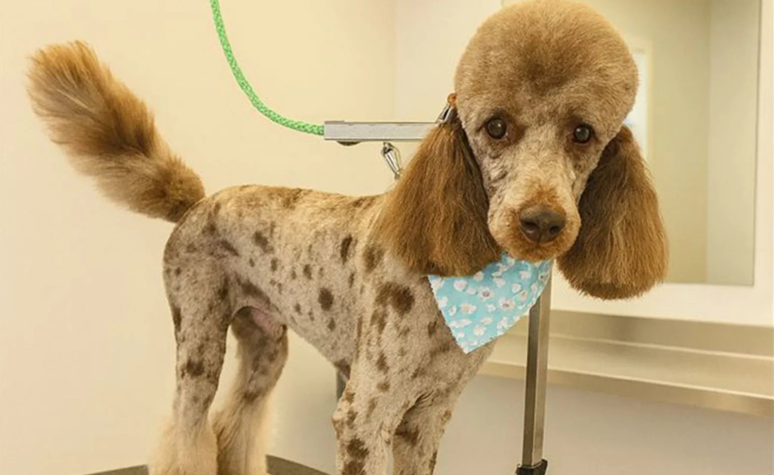 Poodle being groomed Poodle being groomed