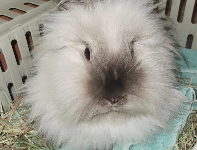 bunny in basket