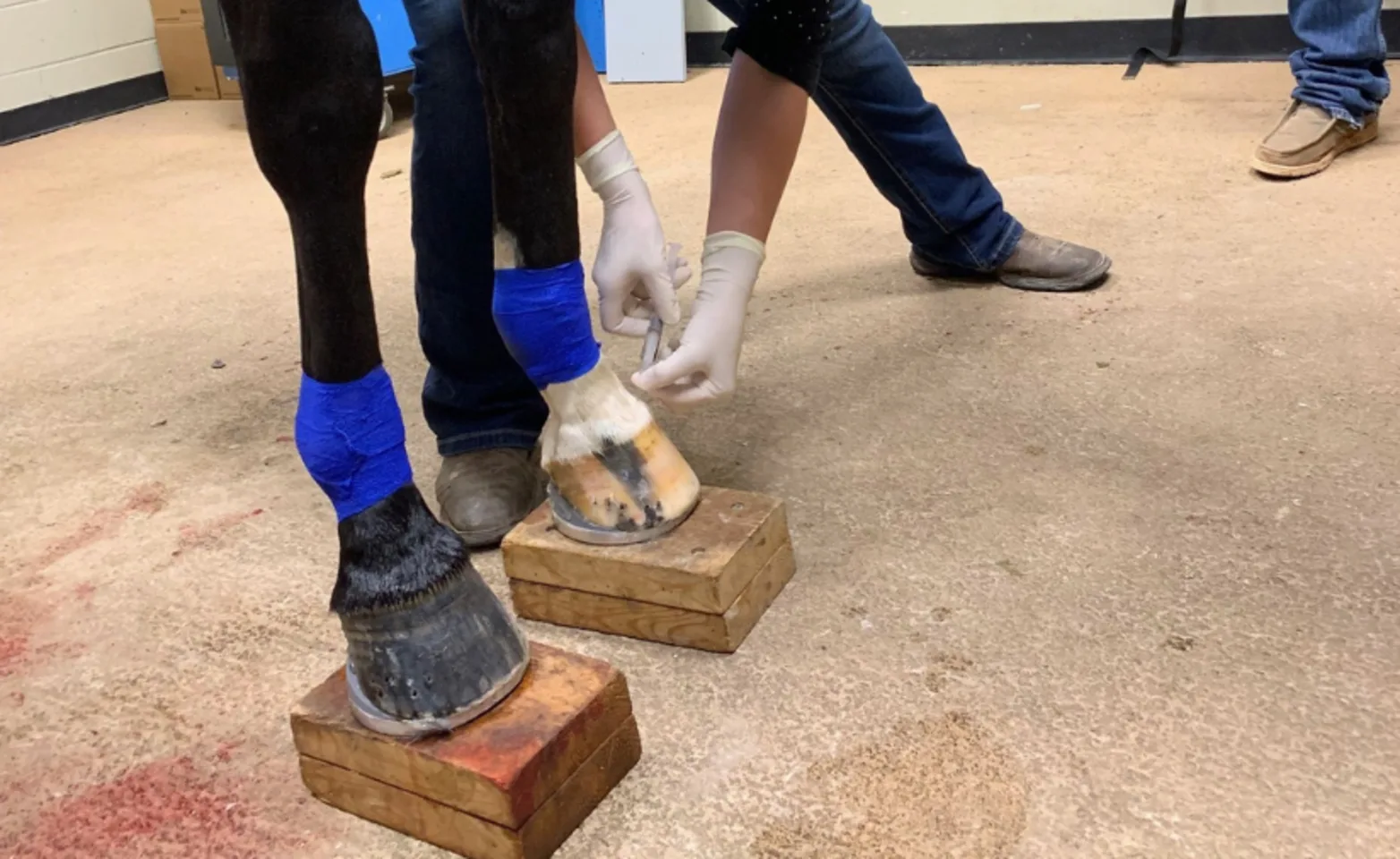 Horse standing on blocks