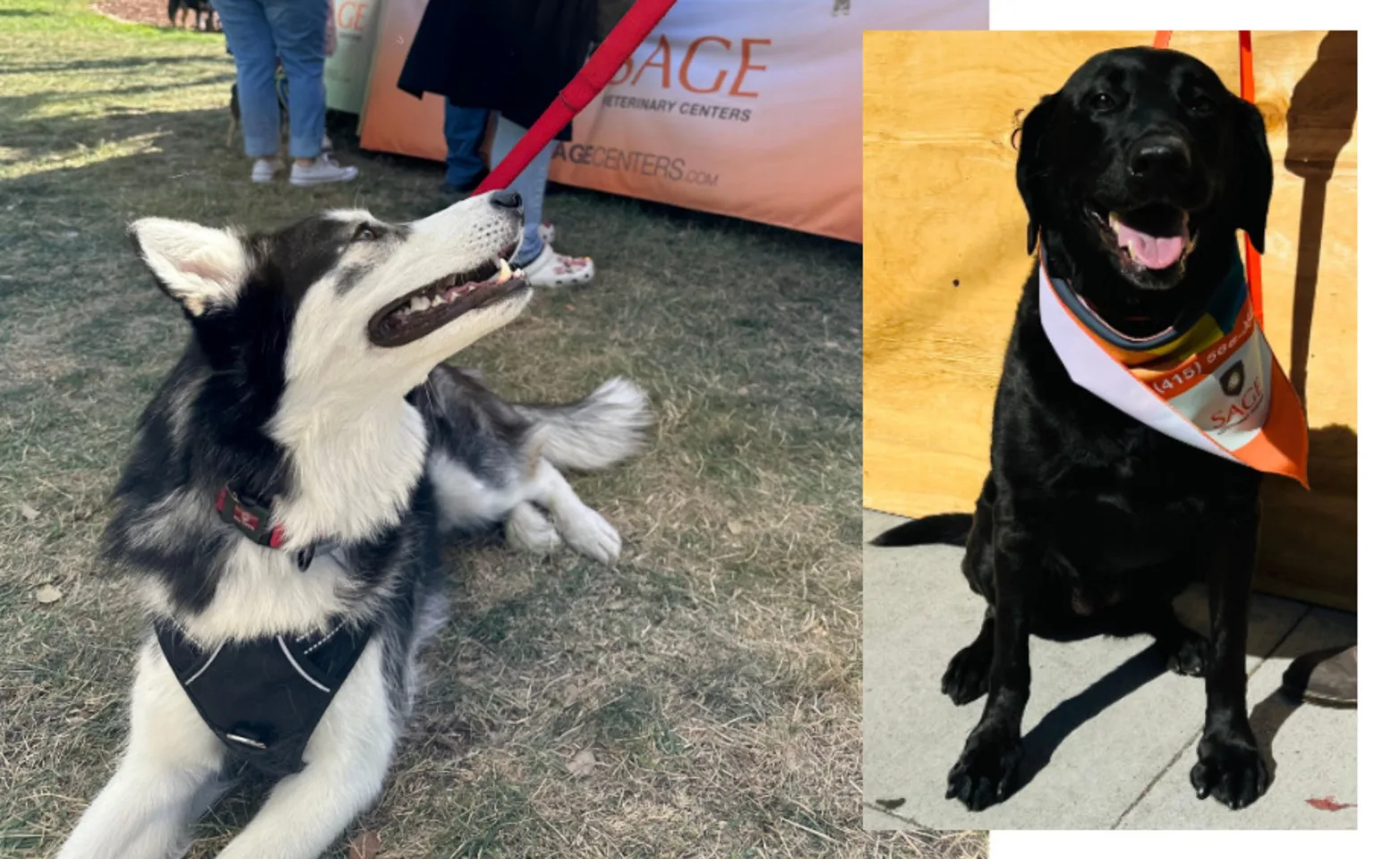 Two Dogs at SAGE Veterinary Center Two Dogs at SAGE Veterinary Center