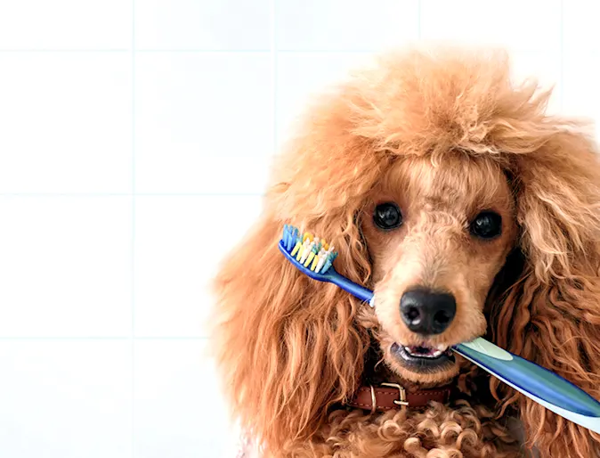 A dog holding a toothbrush in its mouth A dog holding a toothbrush in its mouth