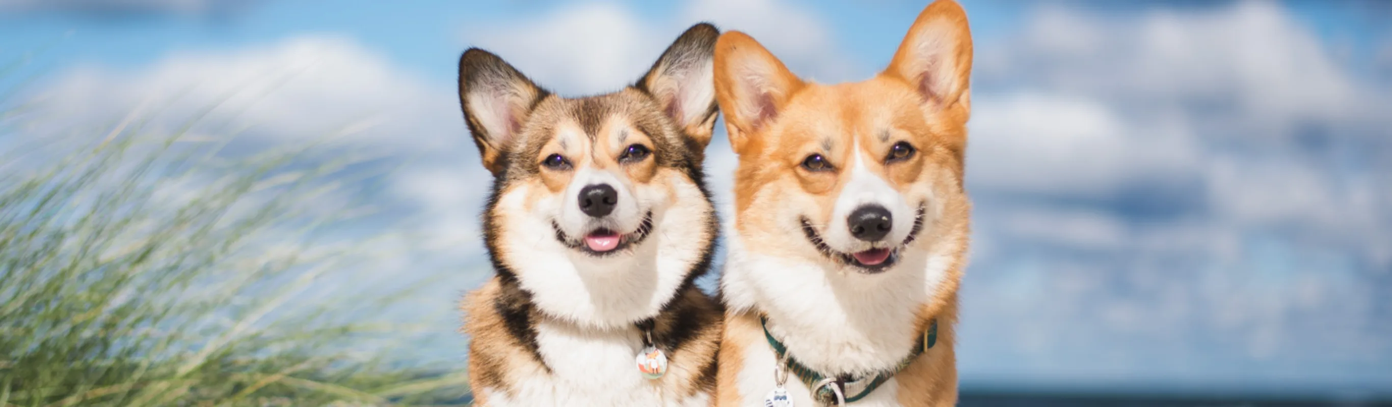 2 corgis sitting side by side at the beach with the ocean behind them