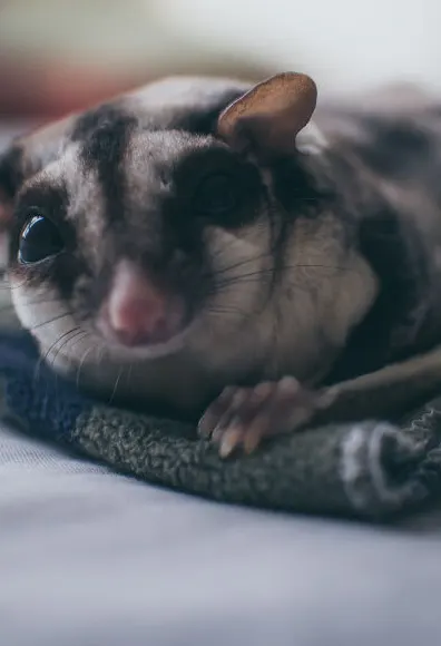Sugar glider lying on a blanket Sugar glider lying on a blanket