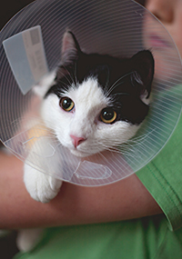 child holding cat with cone