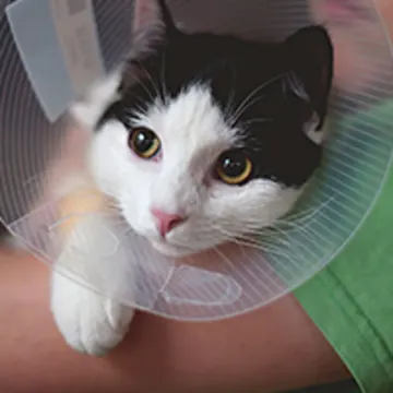 child holding cat with cone child holding cat with cone