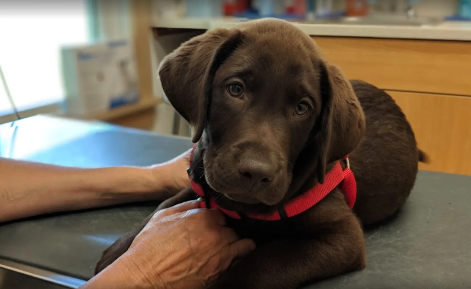 Brown dog with red collar