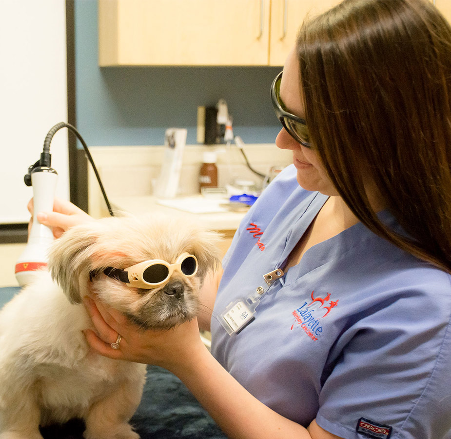 Dog with googles during Acupuncture with Dr. Guidry