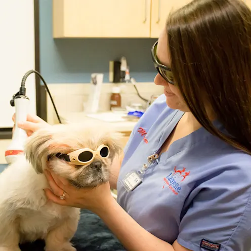 Dog with googles during Acupuncture with Dr. Guidry Dog with googles during Acupuncture with Dr. Guidry