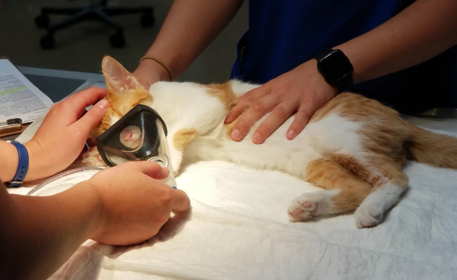 Orange and white cat laying on a table with oxygen mask on