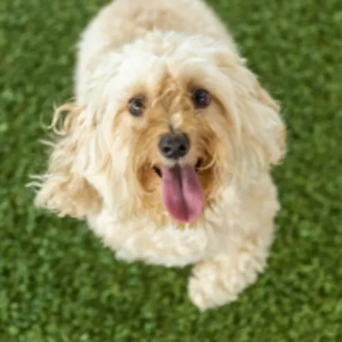 Dog with tongue out Dog with tongue out