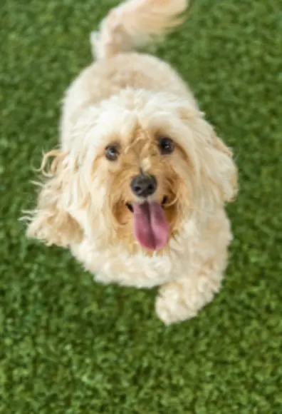 Dog with tongue out Dog with tongue out