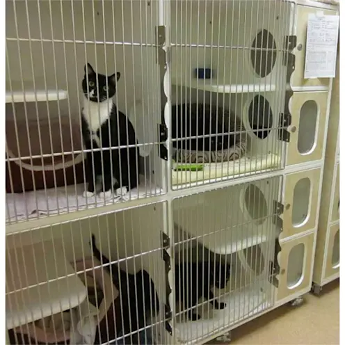 Cat Condos Cat Condos