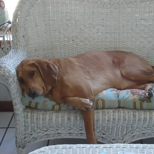 Dog Laying on a couch 