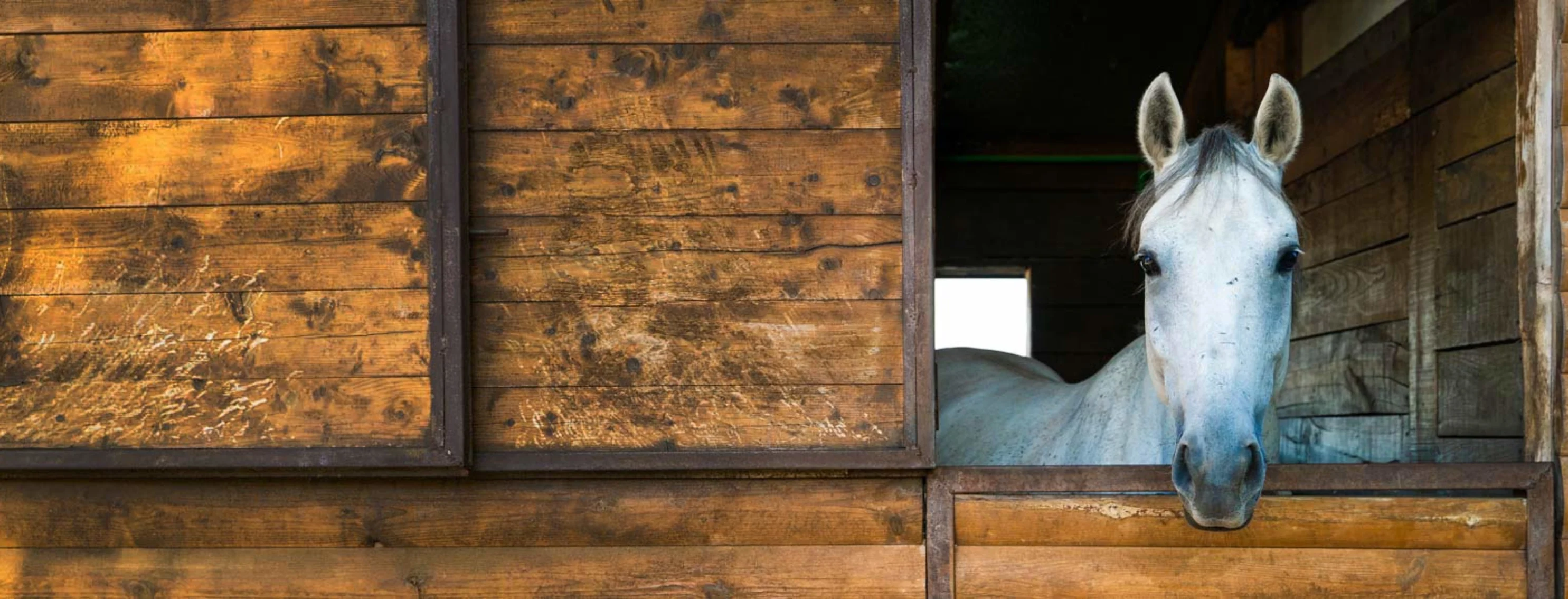 Light grey horse sticking its head through a window in a stable Light grey horse sticking its head through a window in a stable
