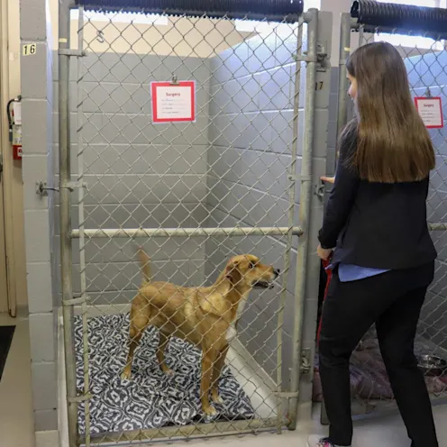 GH Dog Kennel GH Dog Kennel