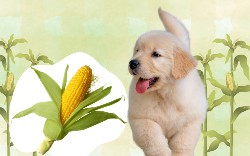 Dangers of Corn on the Cob for Pets