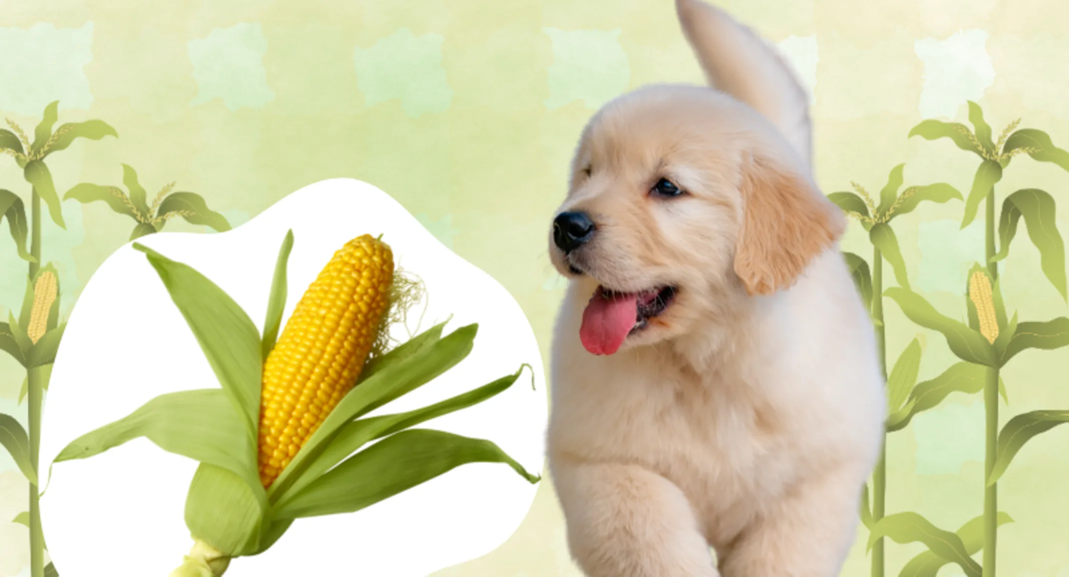 Dangers of Corn on the Cob for Pets Dangers of Corn on the Cob for Pets