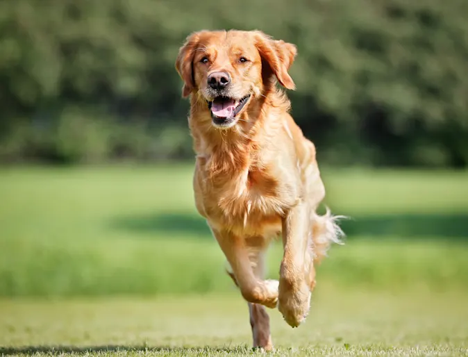 Golden Retrieve running in grass field