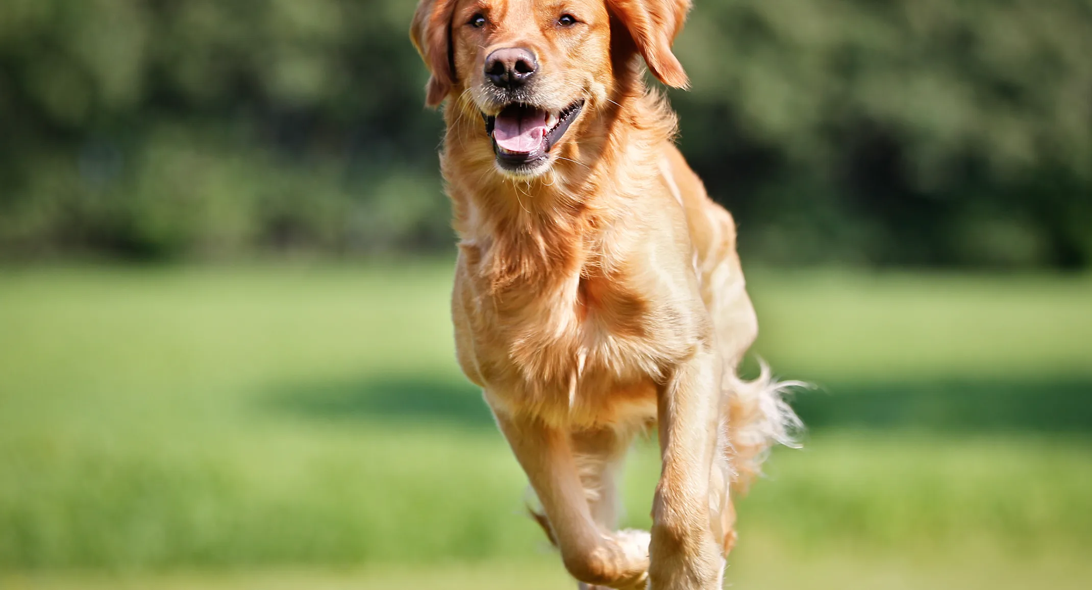 Golden Retrieve running in grass field Golden Retrieve running in grass field