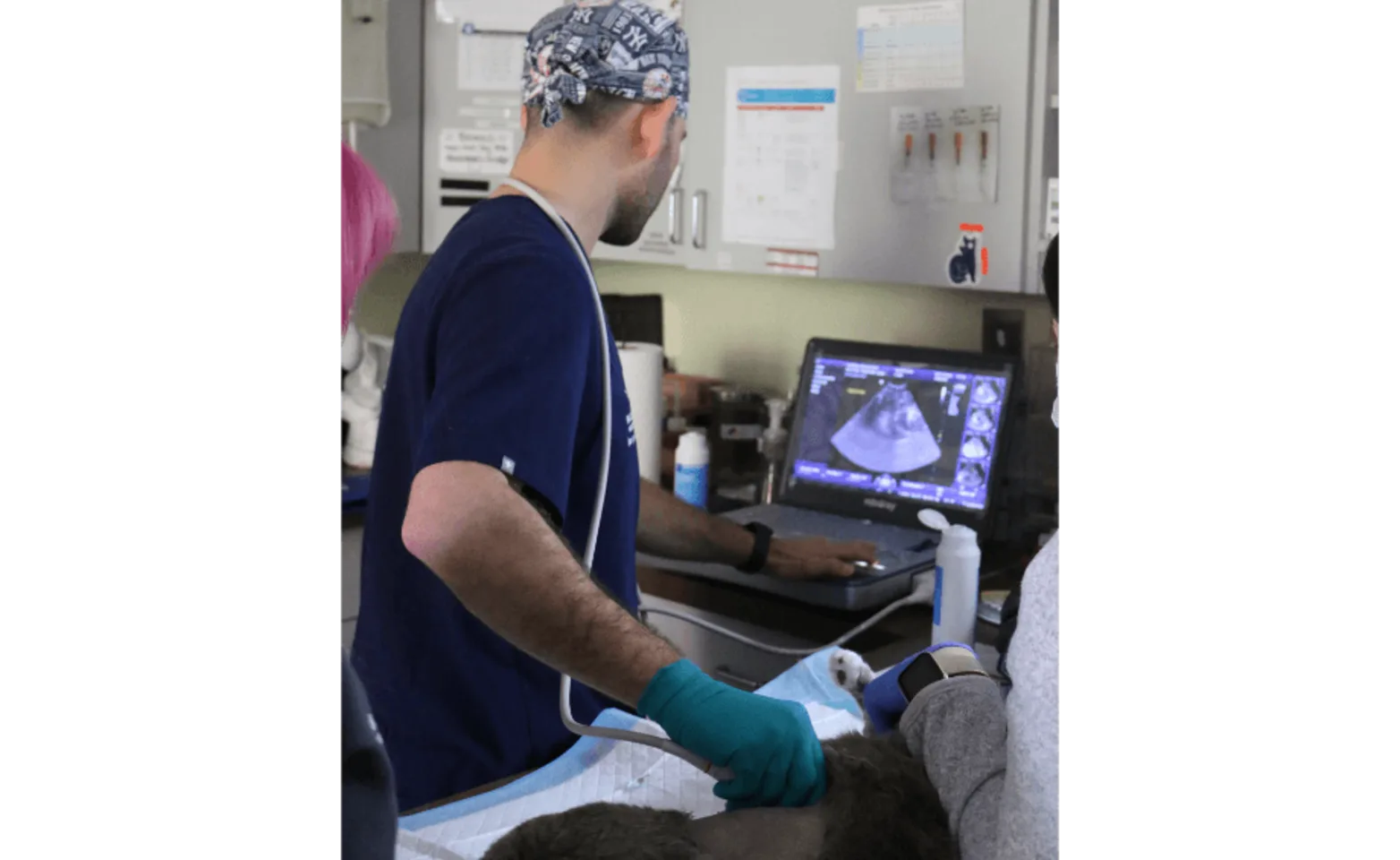 Staff member performing an ultrasound on a pet Staff member performing an ultrasound on a pet