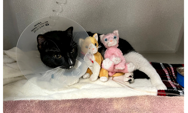 A black cat wearing a cone and snuggling with two small kitty toys