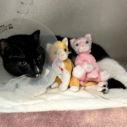 A black cat wearing a cone and snuggling with two small kitty toys A black cat wearing a cone and snuggling with two small kitty toys