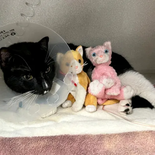 A black cat wearing a cone and snuggling with two small kitty toys