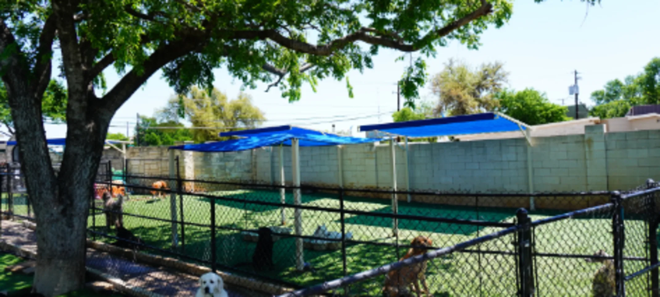 Boarding & Daycare Area at Hill Country Animal Hospital Boarding & Daycare Area at Hill Country Animal Hospital