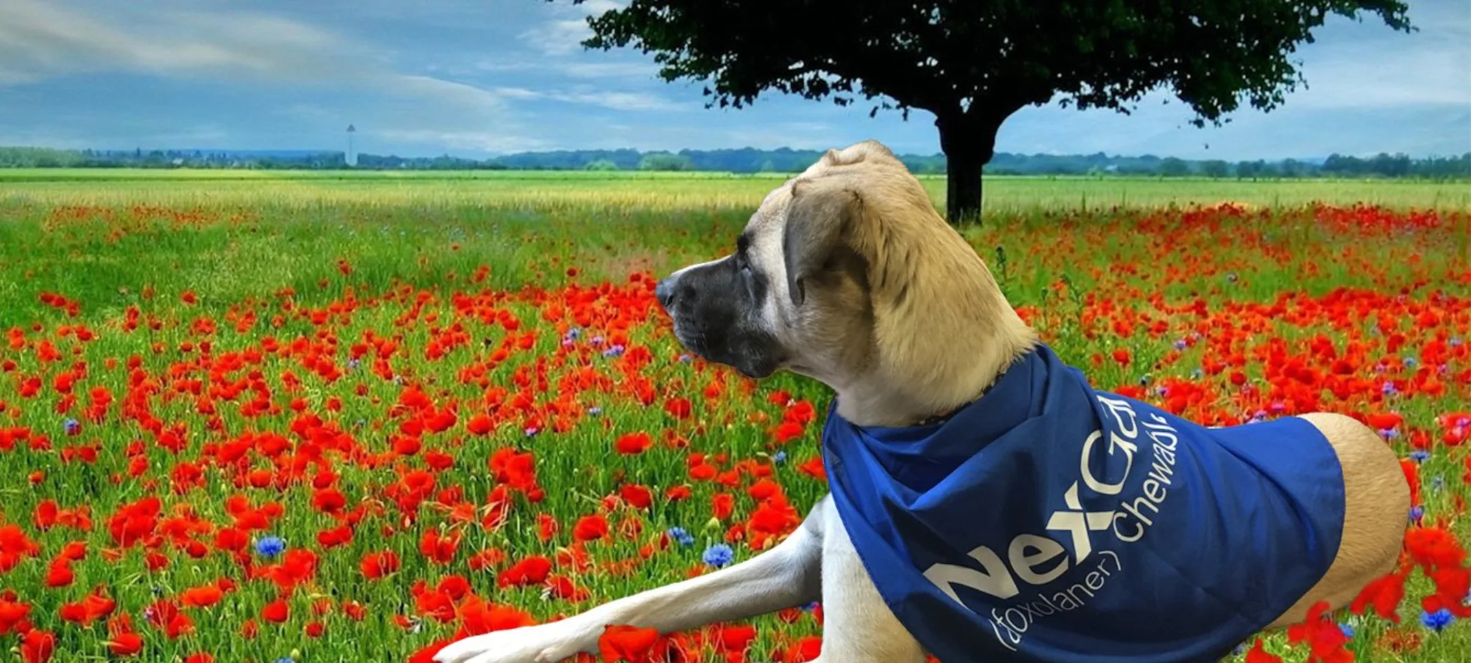 Dog in a field of flowers wearing a blue, NexGard bandana Dog in a field of flowers wearing a blue, NexGard bandana