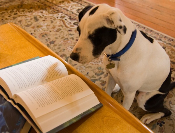  Dog reading 