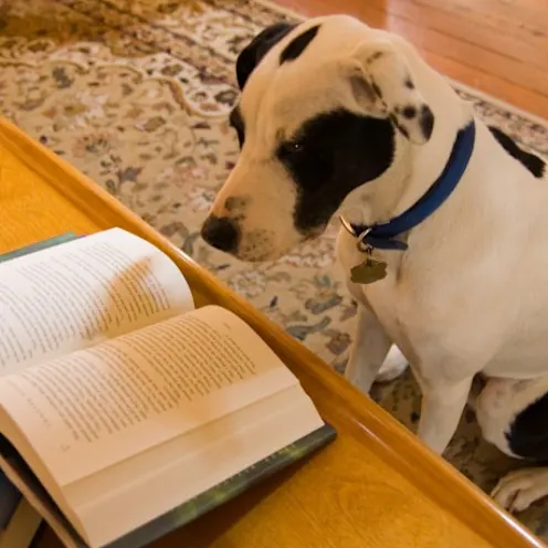 Dog reading Dog reading