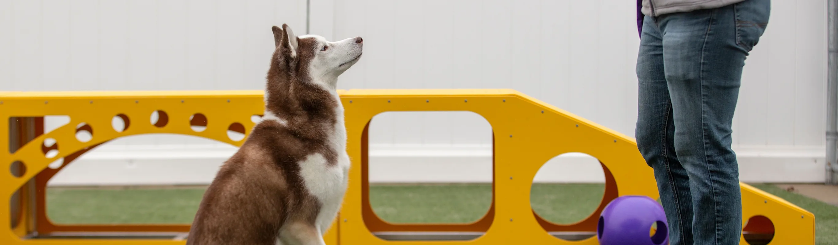 PetSuites dog being trained PetSuites dog being trained