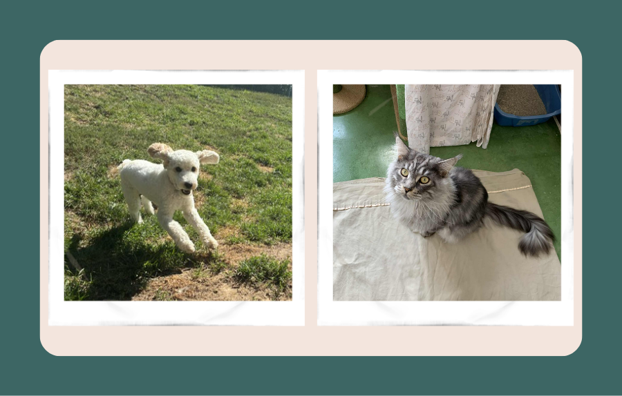 Daytime & Overnight Boarding at Beattie Pet Hospital - Brantford