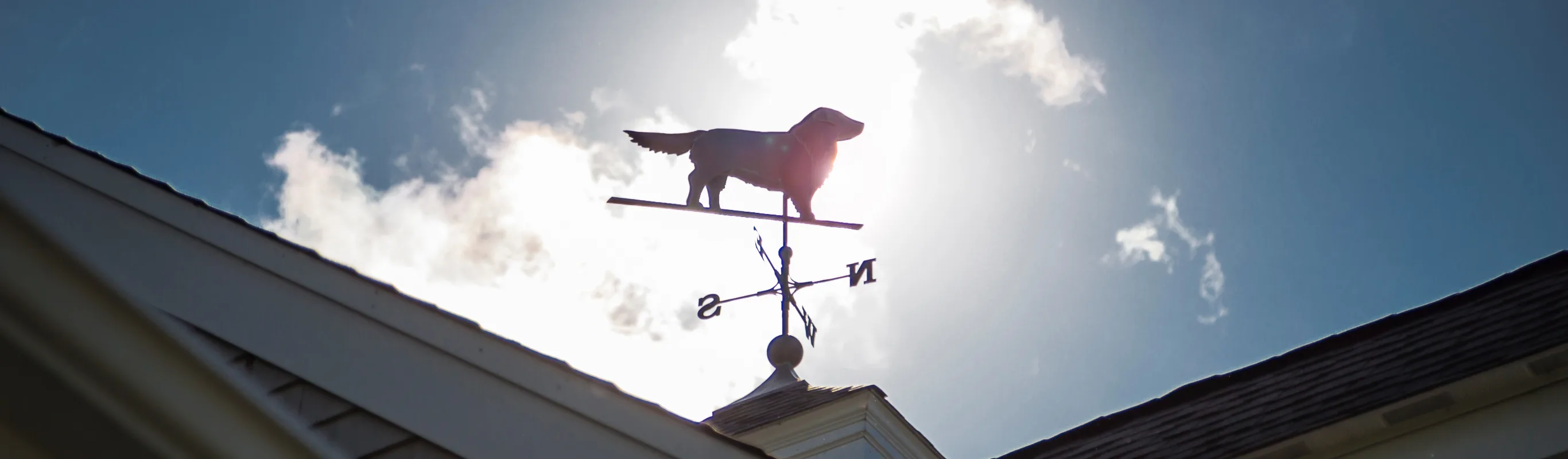 a wind vane in the shape of a dog