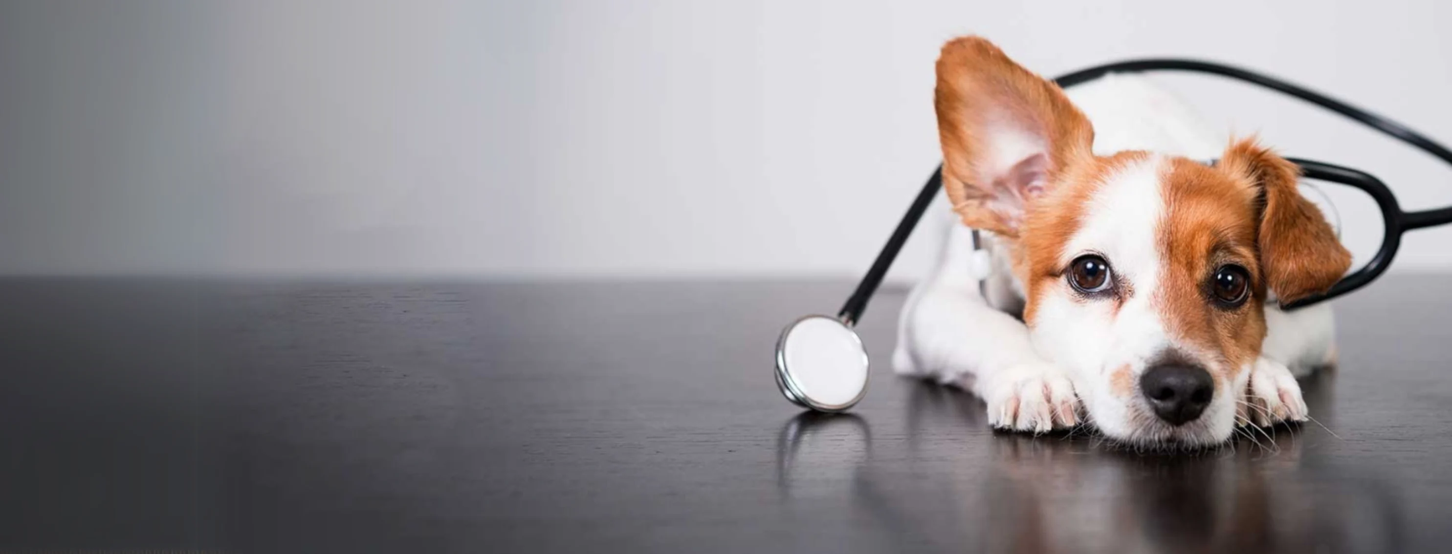 Dog Lying on Exam Table with Stethoscope Dog Lying on Exam Table with Stethoscope
