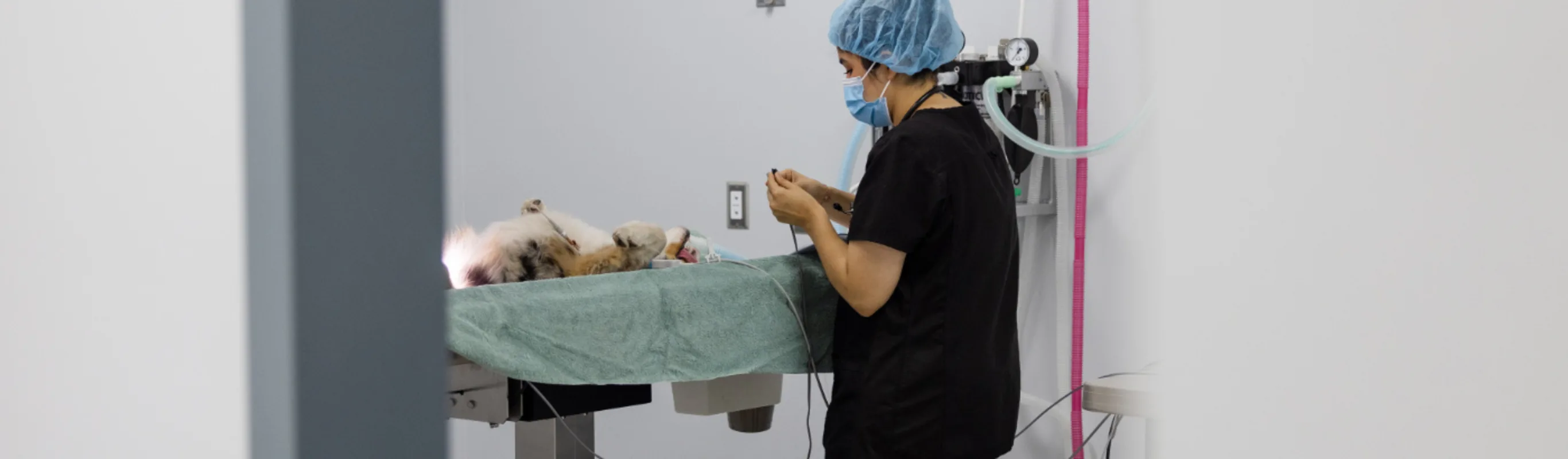 Staff member caring for a dog on an operating table Staff member caring for a dog on an operating table