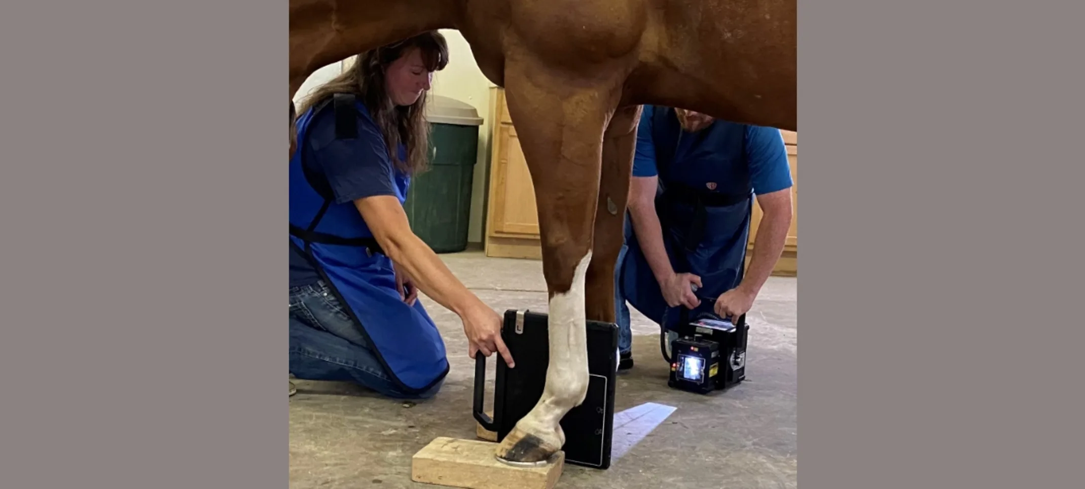 Veterinarians conducting an xray on a horse