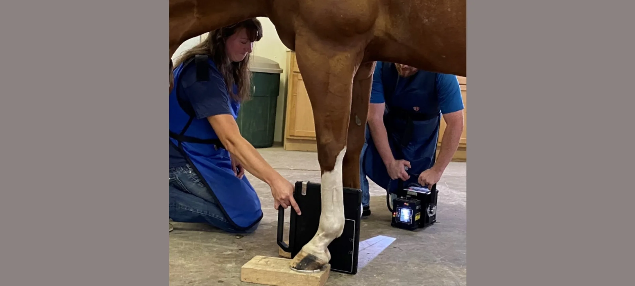 Veterinarians conducting an xray on a horse Veterinarians conducting an xray on a horse