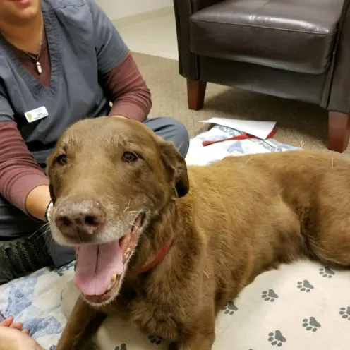Staff sitting with a smiling dog 