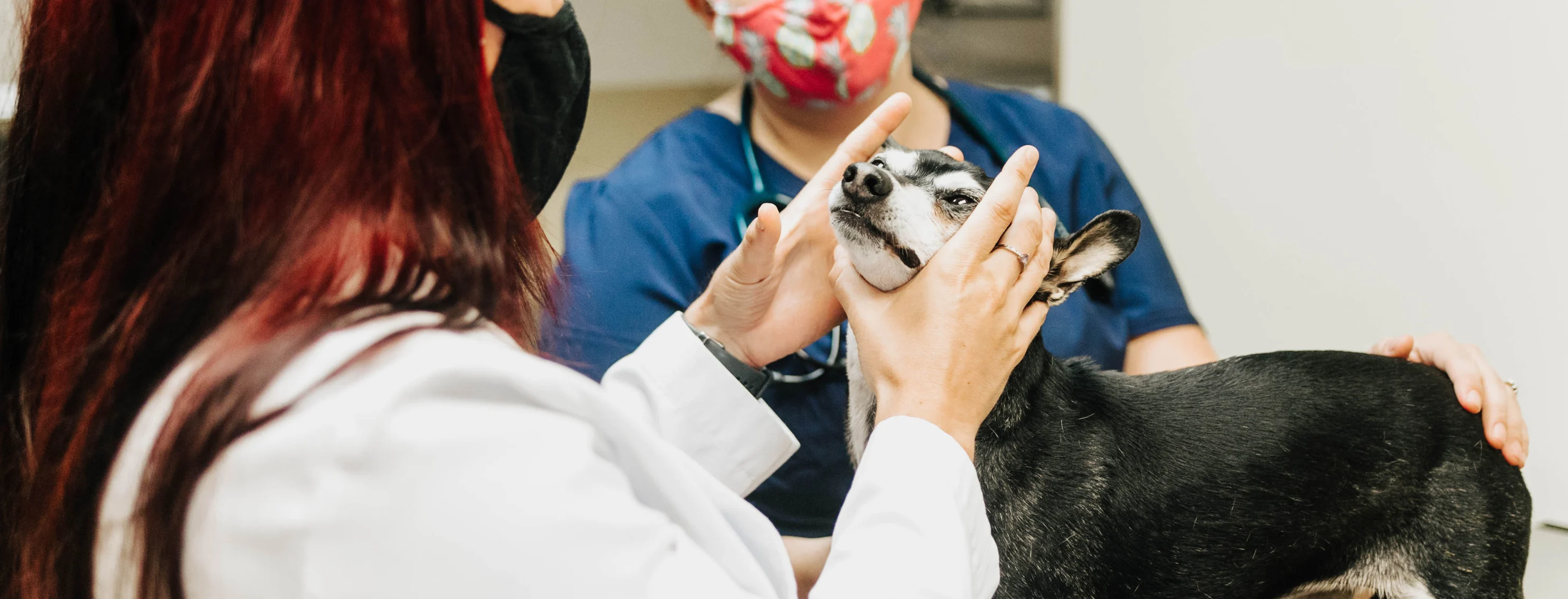 Canine Exam at Chambers Creek Veterinary Hospital 