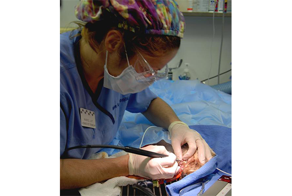 Licensed Veterinary Technician, Marie performs a dental prophylaxis on a patient using an ultrasonic scale and polishing machine.