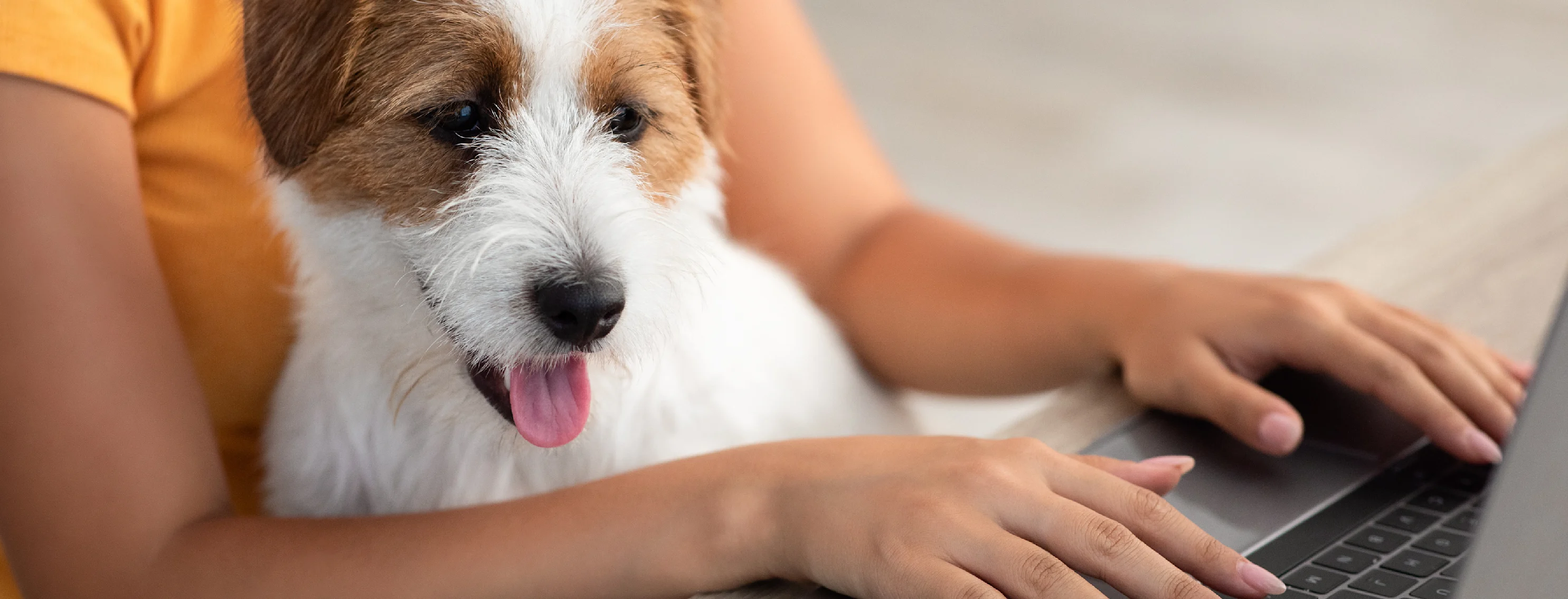 Human on computer with small dog in lap also looking at computer