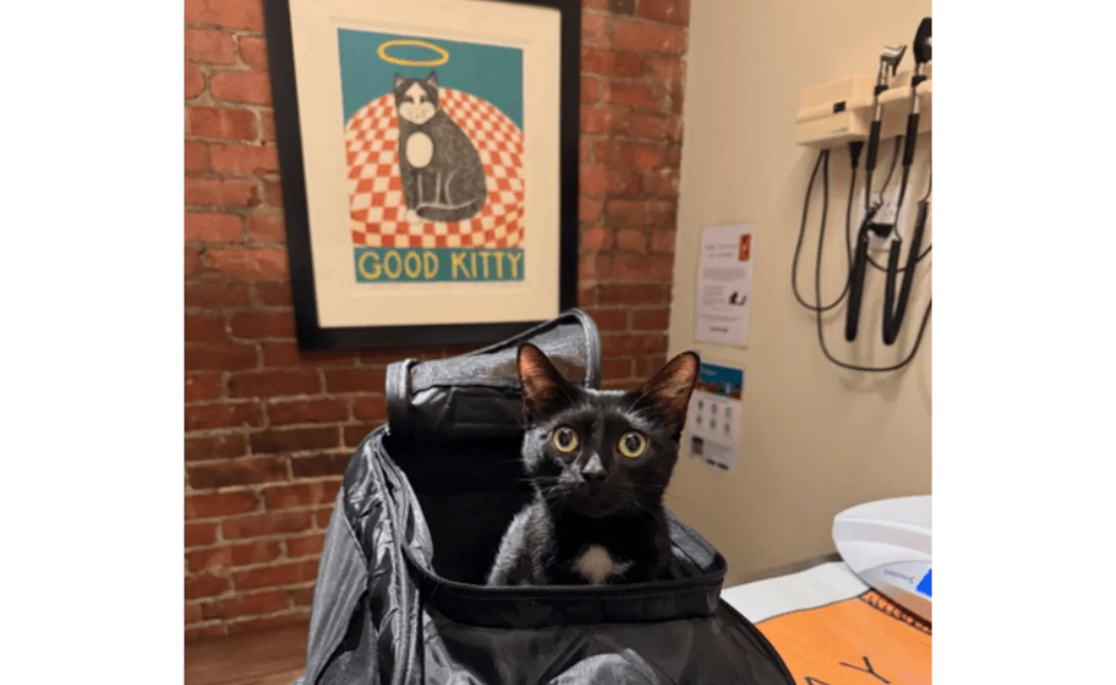 Black cat peeking out of a carrier Black cat peeking out of a carrier