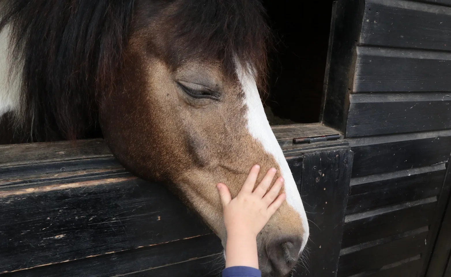 Brown horse getting pet in a barn