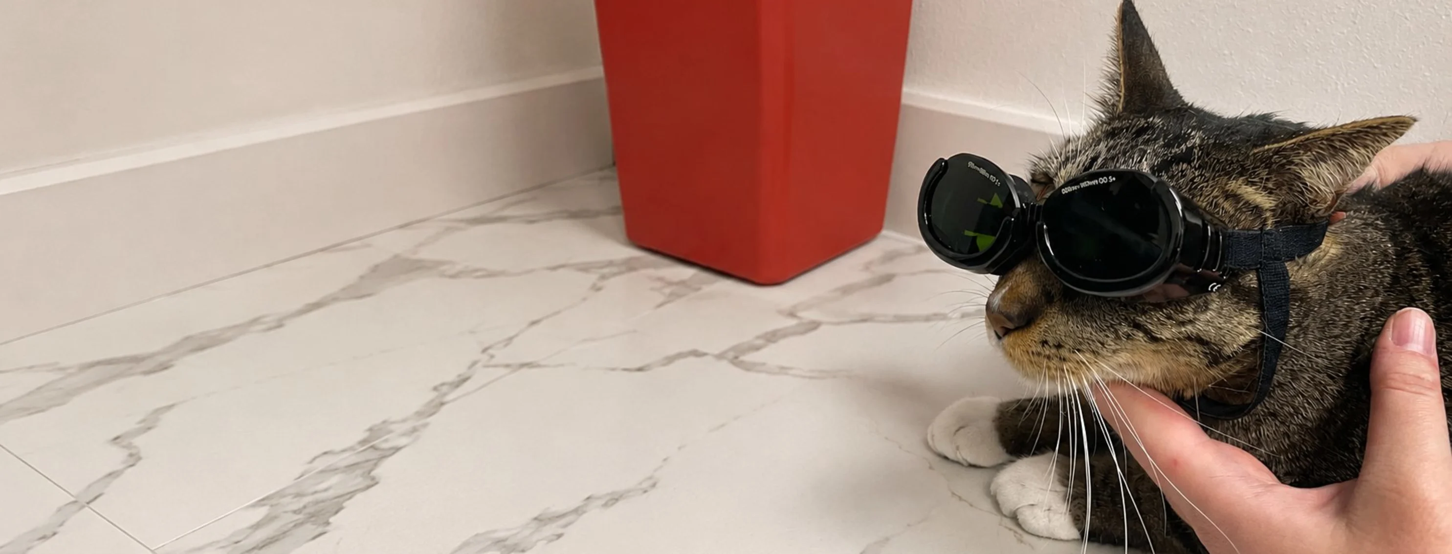 Cat wearing laser therapy goggles on a marble floor. Cat wearing laser therapy goggles on a marble floor.