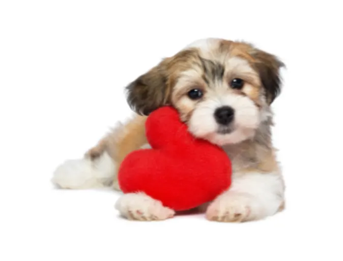 A dog hugging a heart shaped pillow A dog hugging a heart shaped pillow