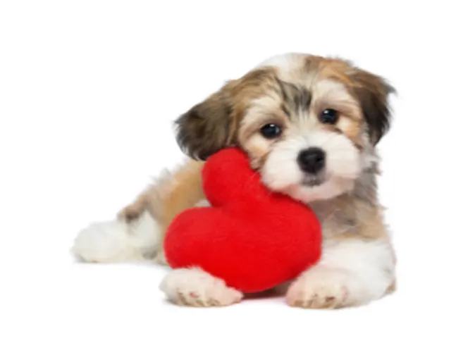 A dog hugging a heart shaped pillow 