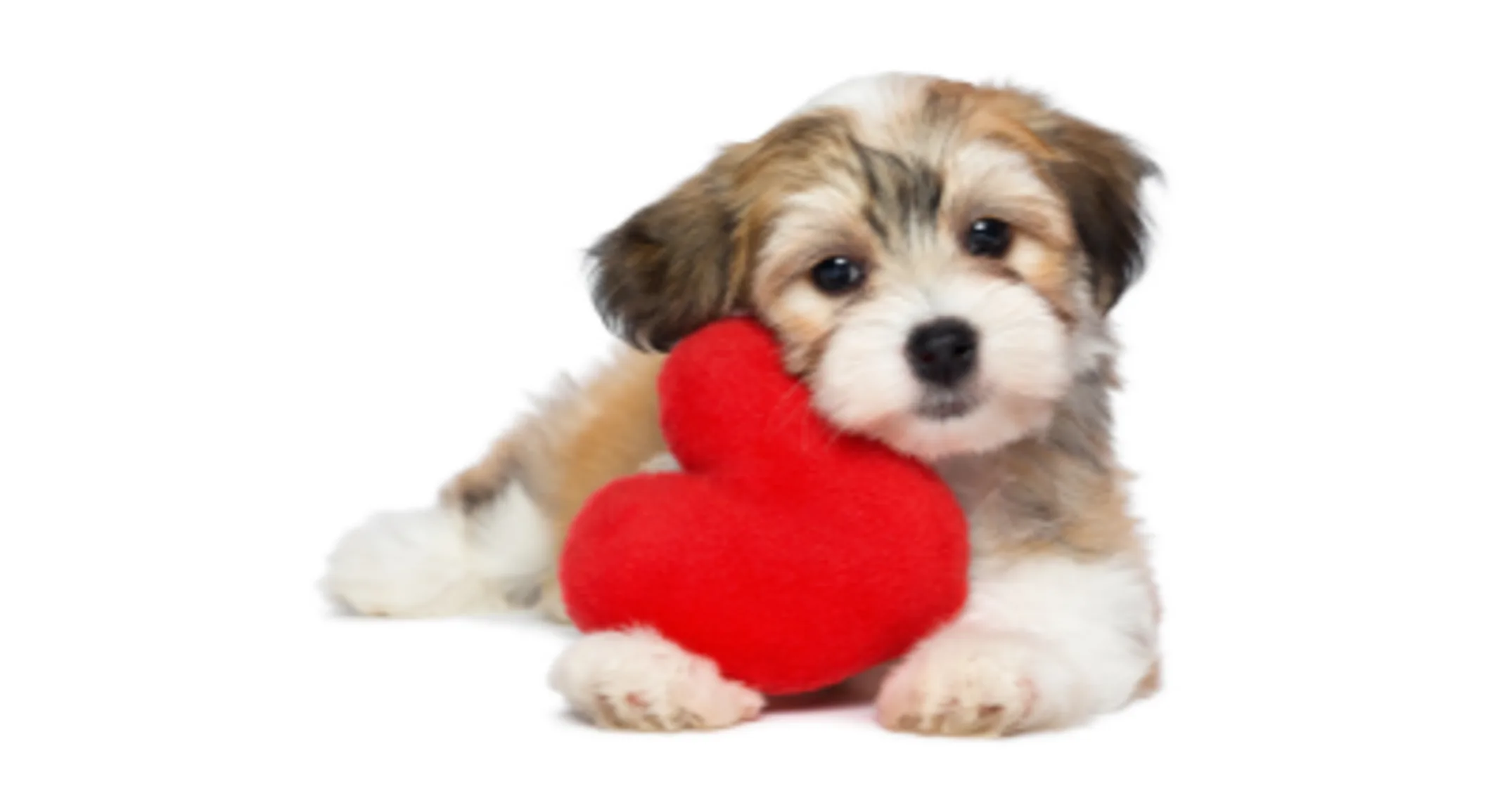 A dog hugging a heart shaped pillow 