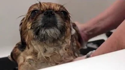 A dog getting a bath at Conejo Valley Veterinary Hospital