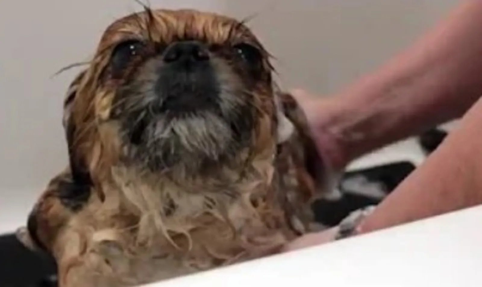 A dog getting a bath at Conejo Valley Veterinary Hospital